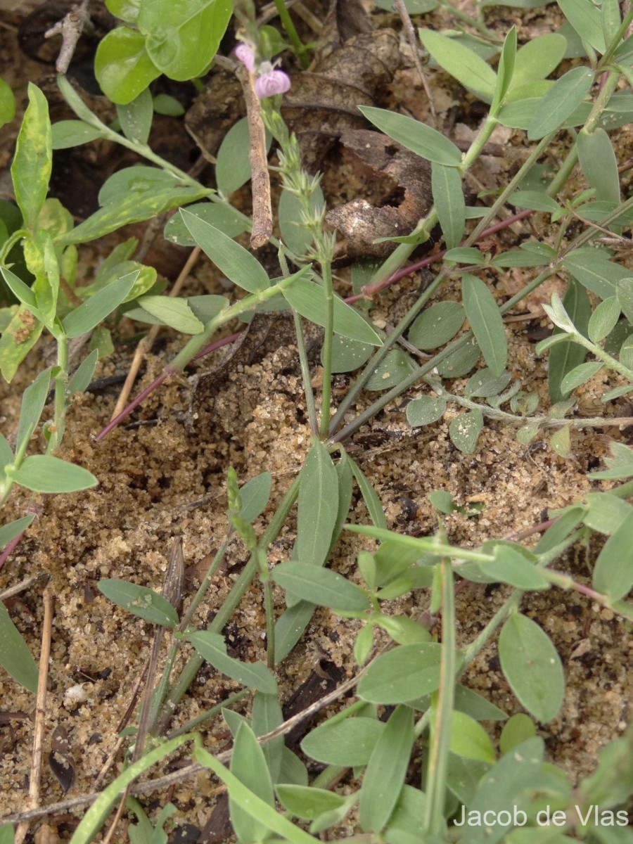 Rostellularia diffusa var. diffusa (Willd.) Nees